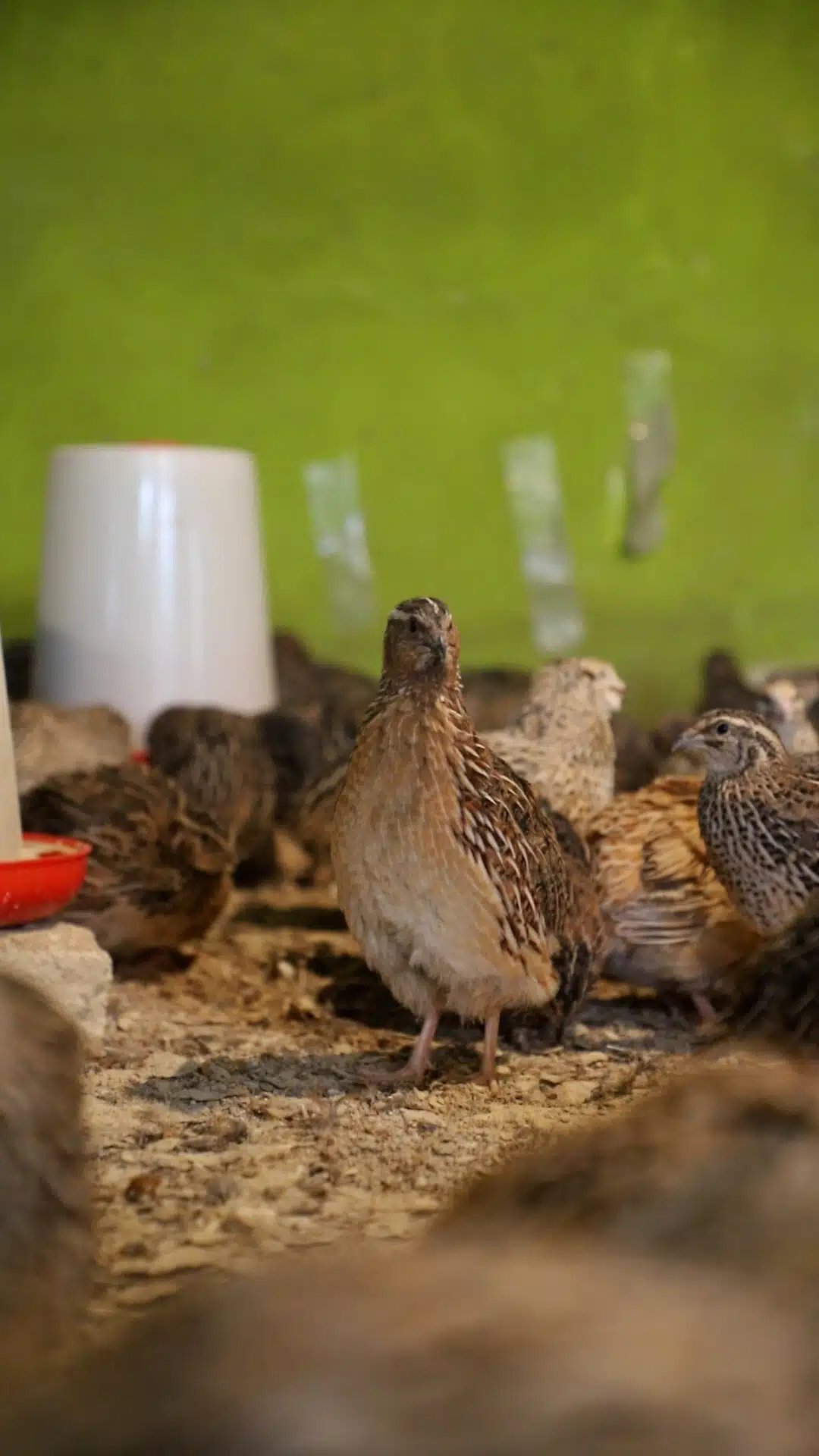 MVI_6743.00_00_47_26.Still003